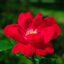 Knock Out Rose Cuttings - 3 Unrooted 6" Cuttings, Red Blooming Shrub