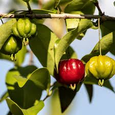 Surinam Cherry Cuttings (Eugenia uniflora) - 6 Live Clippings for Propagation