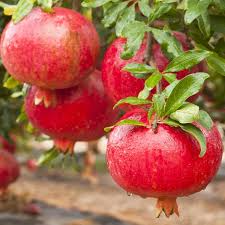 Pomegranate Wonderful Plants (Punica granatum) - Set of 5 Live Starter Plants