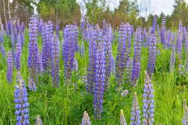 Lupinus Seeds - 50 Count - Wild Alaska Harvested Perennial Flower