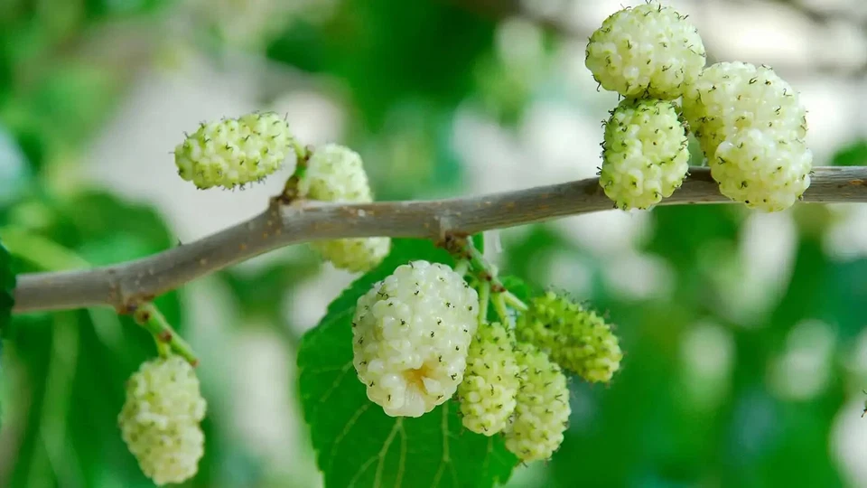 Pakistan White Mulberry Cuttings (10) - Morus alba, 6-8" Unrooted, Zones 5-9
