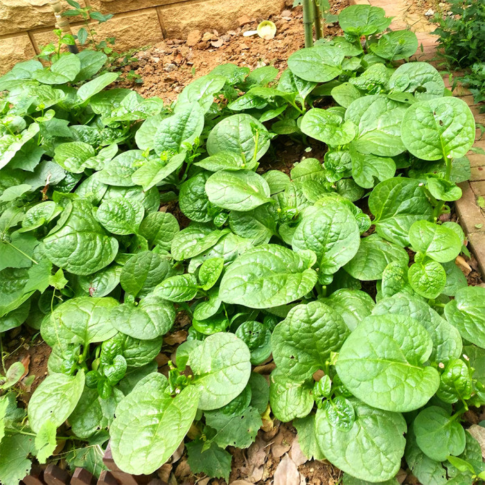 Malabar Spinach Green Vines Seeds (Basella alba) – 500 mg