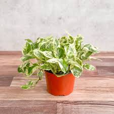 Pearls and Jade Pothos Cuttings (Epipremnum aureum) - 3 Live Node Cuttings