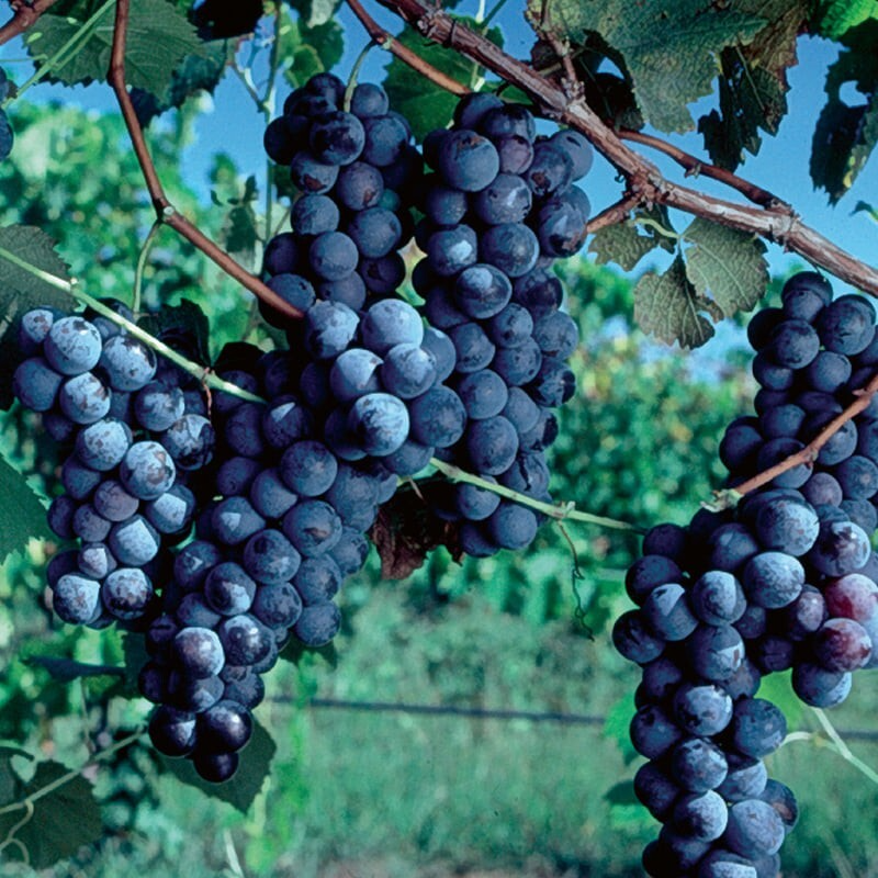 Japanese Kyoho Grape Unrooted Cuttings (5) – Vitis labrusca, Sweet Purple Grapes