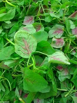 500+ Striped Spinach Seeds | Heirloom Spinacia oleracea for Salads & Cooking