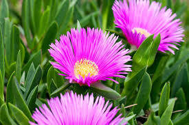 Delosperma Cuttings - 5 Purple-Pink Ice Plant Stems, Drought-Tolerant Ground Cover (Unrooted), Zones 6-9