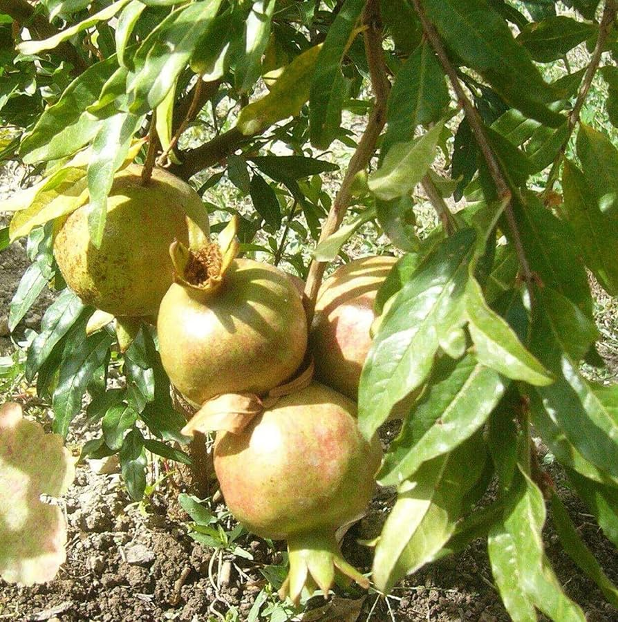 White Pomegranate Cuttings Punica granatum - 10 Hardwood Stems, 8-10" (Hardwood Cuttings) – Zones 8-11