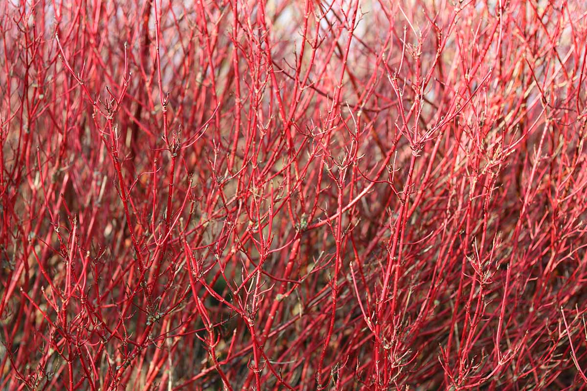 Red Twig Dogwood (Cornus sericea) Bare Root 12-18"