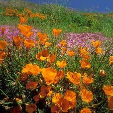 California Poppy Seeds (Eschscholzia californica) - 1,000 Non-GMO Seeds for Pollinator Gardens