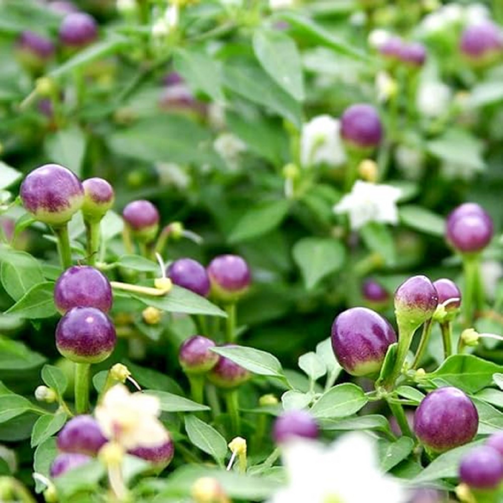 Purple Pepper Seeds - 100+ Non-GMO Capsicum annuum for Ornamental & Edible Peppers