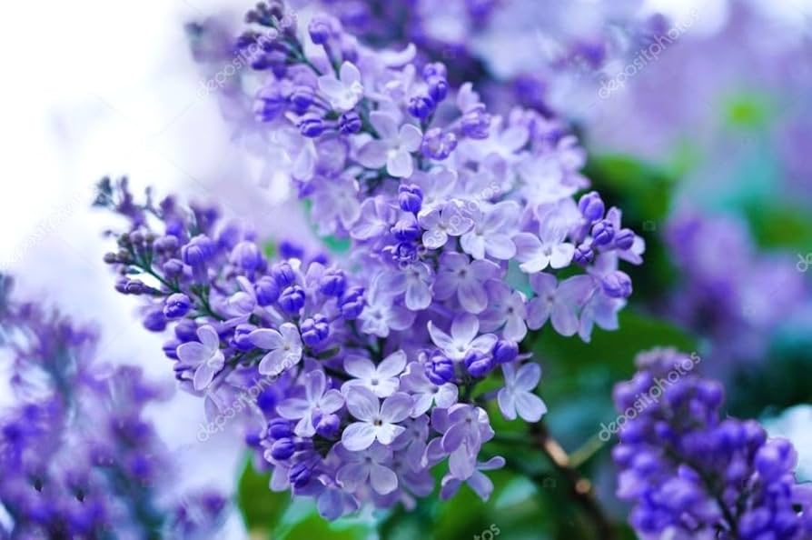 Purple Lilac Seeds (Syringa vulgaris) - 50 Seeds, Non-GMO, Fragrant Purple Blooms