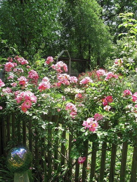 Southern Heirloom Climbing Rose - Pink, Unrooted Cuttings (8) for Fences & Trellises