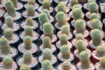 Lot of 10 Random Pick Cactus Unrooted Cuttings - Assorted Succulent Cuttings Bundle