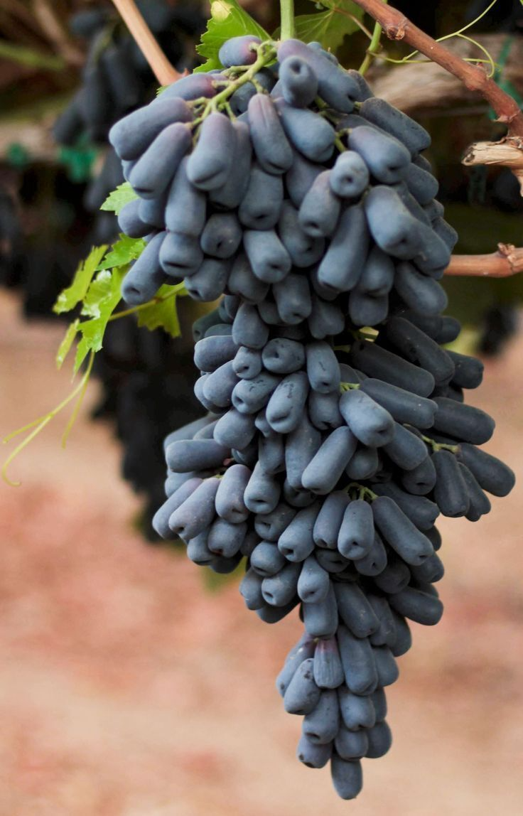 Moon Drops Grape Cuttings (Vitis vinifera) - 3 Unrooted Hardwood Cuttings