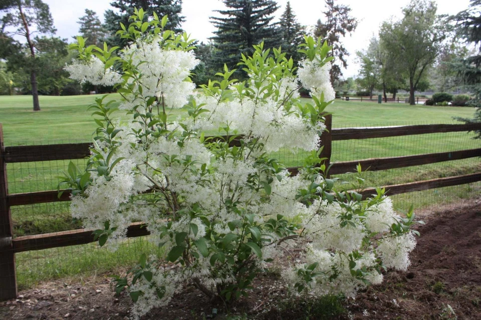 Fringe Tree Cuttings (5+) - Chionanthus virginicus | Unrooted Cuttings, Native