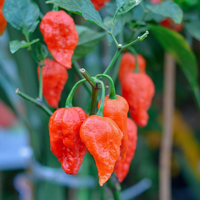 Ghost Pepper Seeds (Bhut Jolokia) - 50 Non-GMO Seeds for Spicy Cooking