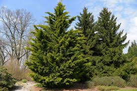 Leyland Cypress Trees - 5 Bare Root Starter Plants 12–24" | Fast-Growing Evergreen Privacy Windbreak