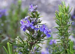 Rosemary Herb Cuttings - Rosmarinus officinalis | 4 Unrooted Cuttings, Hardy to 0°F, Culinary Herb