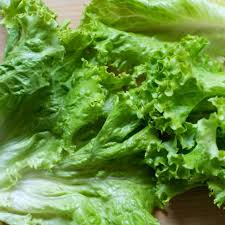 Iceberg Batavian Lettuce Seeds - 700 Seeds, Heirloom Heading Lettuce (Lactuca sativa)