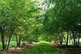 Chinese Elm Lacebark Tree - Ulmus parvifolia Rooted Starter Plants (3)