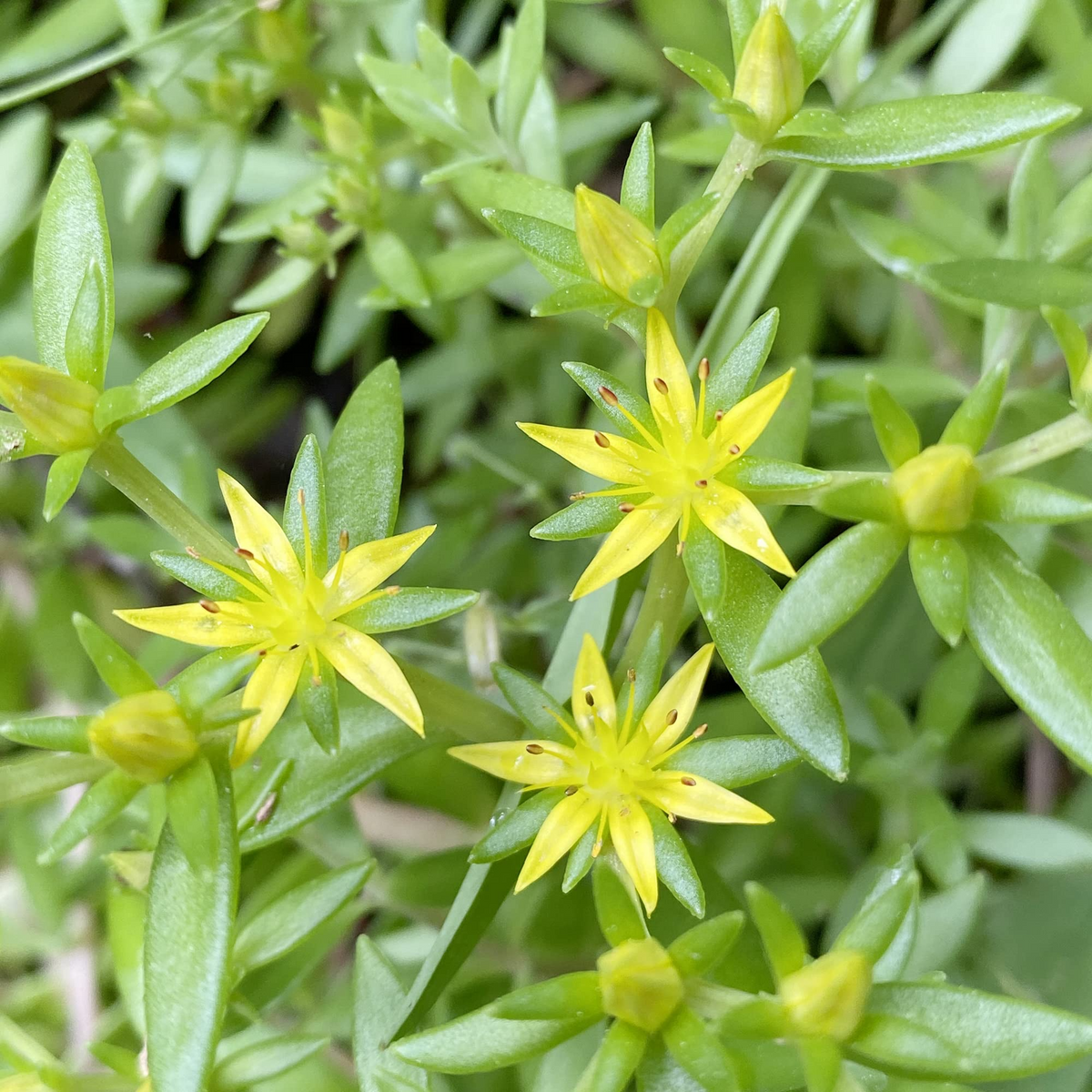 Gold Moss Sedum Cuttings (Sedum sarmentosum) - 20 Unrooted Cuttings, Ground Cover