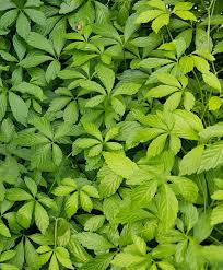 Jiaogulan Live Plants (Gynostemma pentaphyllum) — 5 Rooted Perennial Vines
