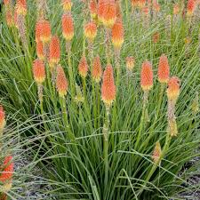 Red Hot Poker Seeds (Kniphofia uvaria) - 50+ Non-GMO Perennial Seed for Full Sun
