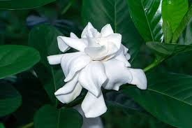 12 Unrooted Gardenia Cuttings - Old Southern Gardenia (Gardenia jasminoides) from 63-Year-Old Plant