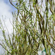 Corkscrew Willow Cuttings (Salix matsudana 'Tortuosa') - 10 Live Stems