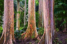 Rainbow Eucalyptus Seeds (Eucalyptus deglupta) - 40 Premium Seeds for Vibrant Multi-Colored Bark