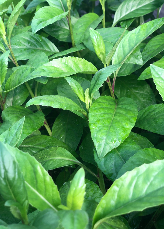 Longevity Spinach Gynura Procumbens Unrooted Cuttings - 5 x 4"