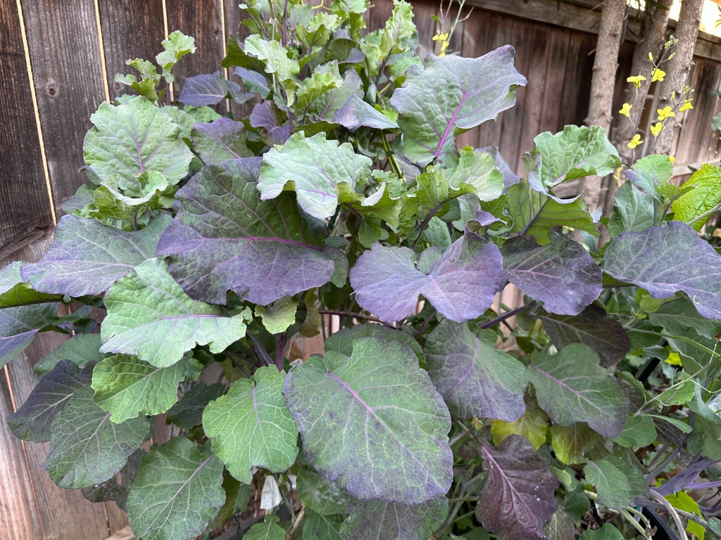 Purple Tree Kale Cuttings - 2 Unrooted 5-7