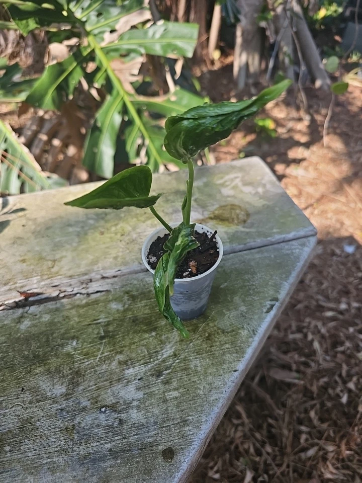 Shangri-La Pothos Cuttings - 2 Rooted Nodes | Epipremnum aureum 'Shangri-La' - Low Light Indoor Vine