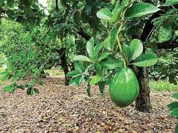 Choquette Avocado Grafting Cuttings (Persea americana) - 3 Live Scions, 8"