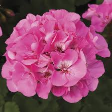 12 Unrooted Hardy Fragrant Pink Geranium Cuttings for Propagation