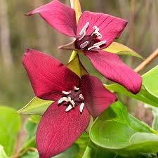 Red Trillium (Trillium erectum) Bare Root - 5 Plants for Shade Gardens