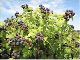 Raspberry Cuttings - 12+ Unrooted Rubus occidentalis, Hardy Perennial, Zones 3-9