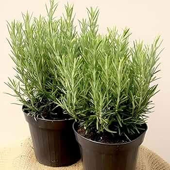 Organic Rosemary Herb Cuttings (Rosmarinus officinalis) - 9 Unrooted, ~10" Each
