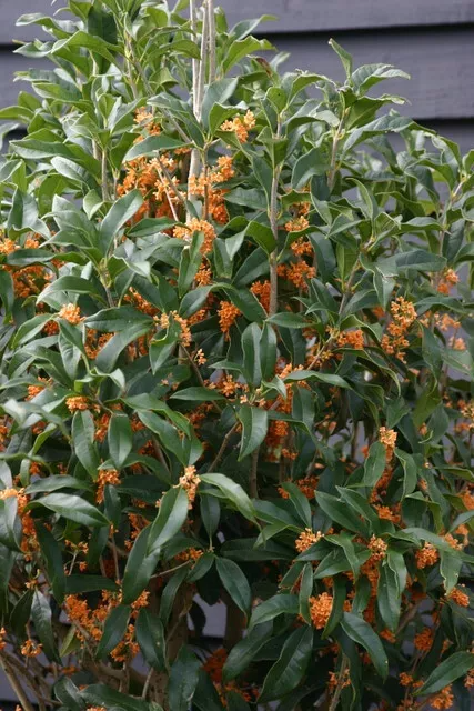 Osmanthus fragrans 'Apricot Echo' Starter Rooted Plant | Fragrant Tea Olive Shrub