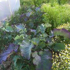 Purple Tree Kale Cuttings - 2 Unrooted Cuttings Brassica oleracea Perennial Edible Green