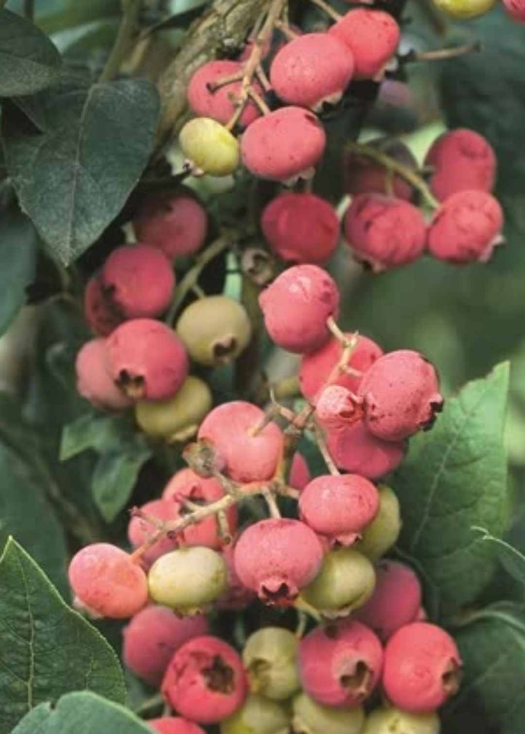 Florida Rose Blueberry Plants (Vaccinium virgatum) - 3 Rabbiteye Starter Plants, Pink Edible Fruit