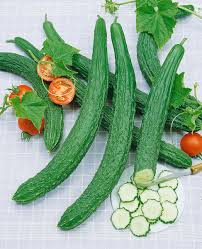 Asian Suyo Long Cucumber Seeds - Heirloom, Non-GMO, 60 Seeds