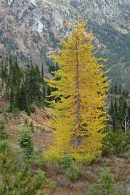 Larix Seeds - 20 Mixed Varieties (Larch) | Alaska Wild Harvested
