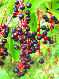 Black Cherry Seeds (Prunus serotina) – 20 Premium Seeds for Sweet Edible Fruit