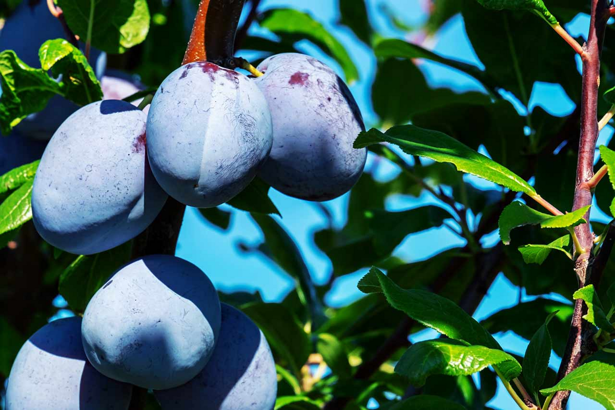 European Purple Plum Live Plant - 6-8" Rooted Cutting, Self-Pollinating