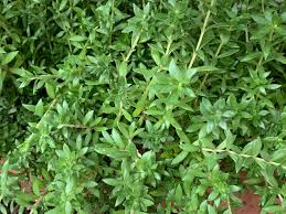Sedum Sarmentosum Cuttings - 70 Live Creeping Perennial Ground Cover