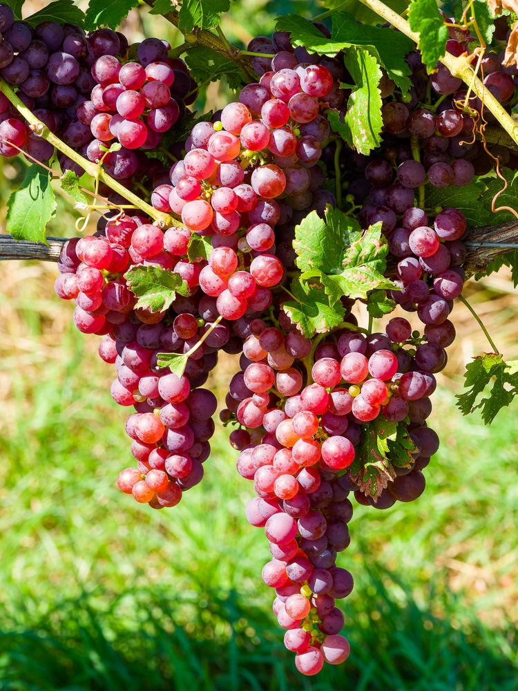 Crimson Fresh Vine Unrooted Cuttings - 10 Large Red Seedless Grape Cuttings (Vitis vinifera)