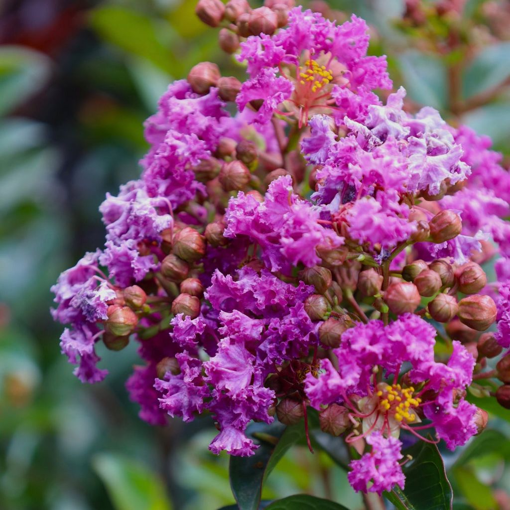 Dark Purple Crepe Myrtle Live Plants - 2 Rooted Bushes/Trees, 8" Flower Clusters, Zones 7-10, Bare Root