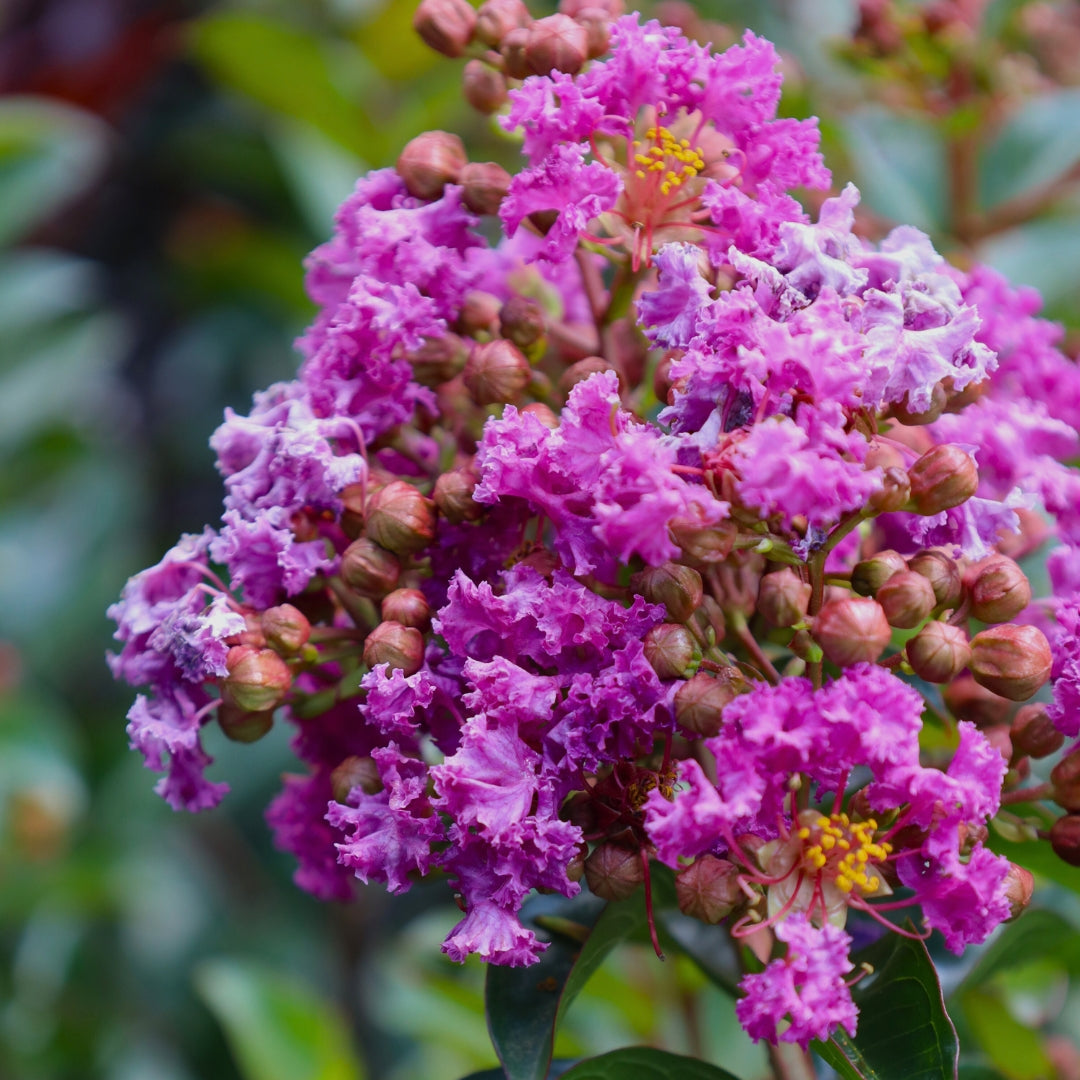 Dark Purple Crepe Myrtle Live Plants - 2 Rooted Bushes/Trees, 8" Flower Clusters, Zones 7-10, Bare Root