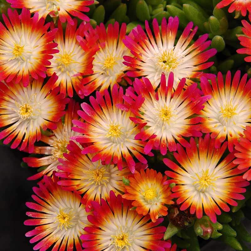 Delosperma cooperi 'Jewel of Desert Ruby' Cuttings - 12 Red Ice Plant Stems (Groundcover, Drought Tolerant, Zones 6-9)